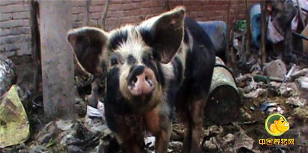 据了解，老人养猪的胡同位于三环以内，临近铁路，相关部门也曾经在卫生检查时对养猪的胡同环境提出过整改要求，但老人在胡同养猪属于历史遗留问题，加上老人年事已高，管理人员只能尝试着劝说老人别再养猪！