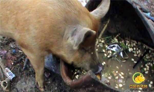 图为老人在胡同里养的猪。