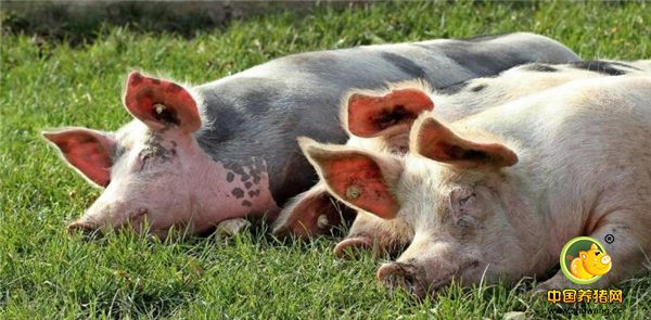 由于猪价持续下跌，目前对于小型养殖户遇到的问题是：前来收猪的经纪人也越来越少，有时一连打了三四个电话才约来一位猪经纪。