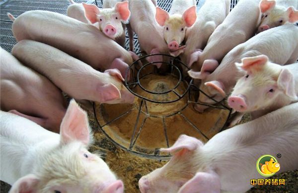 2018年生猪价格从年初的每斤7.5元一路下滑，目前生猪的出栏价格已经跌破五元，是近八年来的最低点。山东日照部分地区的电子游艺平台
价格已经到了7元每斤，中小型养猪户已经纷纷出手仔猪，不再育肥，更不可能再次把养殖规模扩大，部分中型养殖场已经大量消减肥猪养殖。