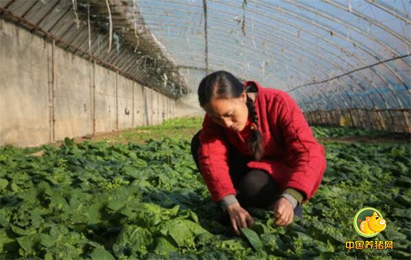 保研人大、清华博士后、美国实习.....手握金光闪闪的履历，石嫣却做走上了一条不同寻常的创业之路：回乡当农民。从2009年回国至今，这个河北姑娘已经先后创建了属于自己的基地和品牌，拥有200多亩农场，如今年收入800多万，用自己的双手在这片土地开辟了一片属于自己的天地。