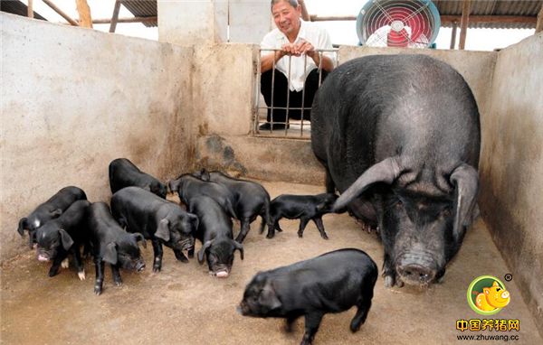 很多农民工不进城了，留在农村养黑毛猪了，发财建房子娶媳妇！
