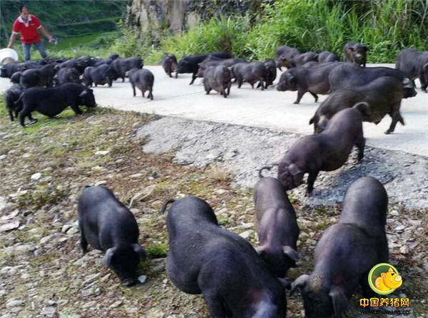 雷山黑毛猪产区位于雷山乌的苗族村寨，海拔高度在1000米以上，山上生长有水麻叶、苦荞、野红米、猕猴桃叶、鱼腥草、苦马菜、虎杖、糯米菜等各种野生菜，喂养黑毛猪的青绿饲料种类十分丰富。
