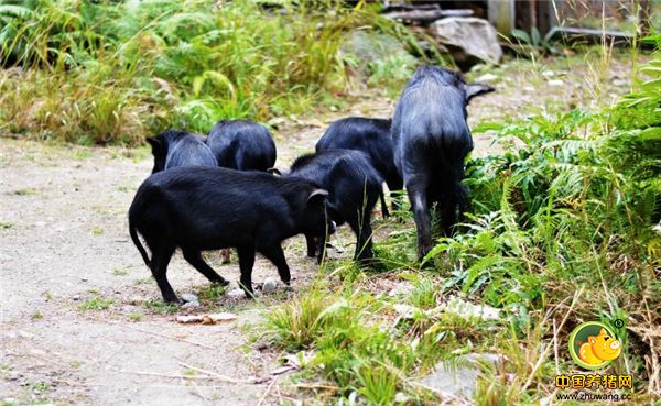 贵州省从江县秀塘诚信香猪养殖专业合作社负责人，返乡侗族农民工的带动下，大家来到香猪养殖场和香猪蔬菜基地进行采访，饲养期最短在10个月以上方能出栏，最长的饲养期长达两三年之久。