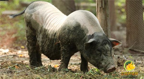 农村养黑毛猪至少说明了一个道理，那就是现如今的猪价走势越来越好，越来波动越大，这些是农村小养电子游艺网站
愿意看到的，也是他们的实力可以承受得了的，生猪供不应求，很多苗族农民抢去养猪，这是正确的。