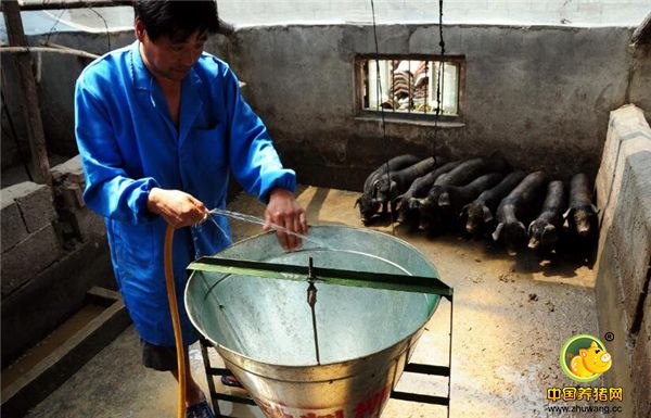 山多地少，山路陡峭，养殖分三种，饲料猪即靠吃专用猪饲料长大的猪，生长快，肉质口感差，山东省临沂市郯城县马头镇“香猪养殖专业合作社”社员在清理香猪舍的卫生。