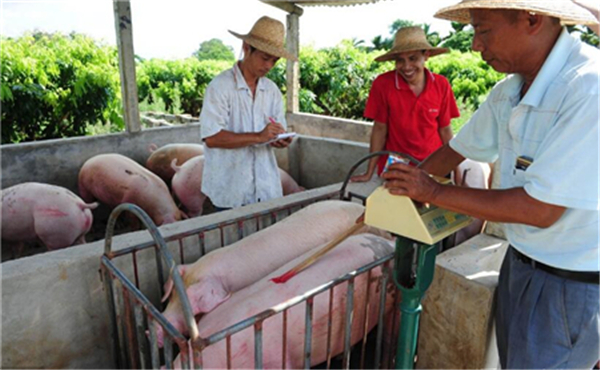 预计近期猪价或稳定为主，局地低价有微涨调整。近期，北方多雨南方高温，小编提醒养殖户做好电子游艺网站
饲养管理工作。
