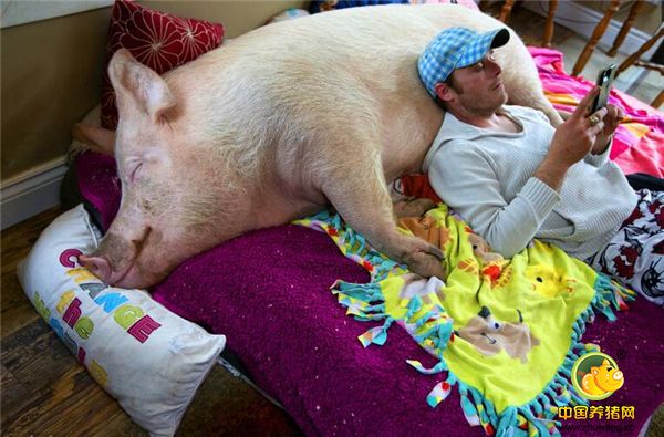 加拿大坎贝尔维勒的Steve Jenkins和伴侣Derek Walter一直想喂养一只宠物猪，于是在朋友那儿去弄了一头“迷你猪”，就是图中这头，当然在很久之前还是很“迷你”的，但是没过多久就被养成了“大胖小子”...