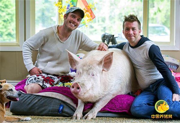 现如今，这头“迷你猪”已经有了大约304千克，也就是608斤左右，已经称得上猪界的重量级选手了...