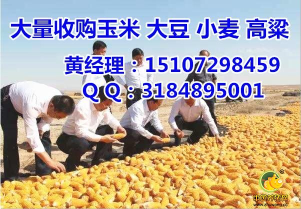 大量收购菜籽饼玉米|小麦价格多少钱一斤