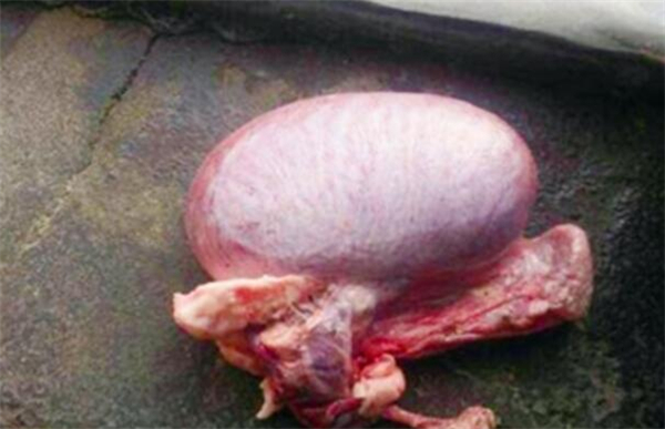 男子老杨家的一头母猪一个月前就行为有些异常，它的吃食越来越少，整日特别没精打采，还不断嚎叫，眼看着它的体重越来越轻，老杨夫妇特别着急。于是决定干脆将这头母猪宰杀算了。当老杨将母猪的肚子破开后，他们发现这坨东西非常坚硬，这究竟是怎么回事呢？