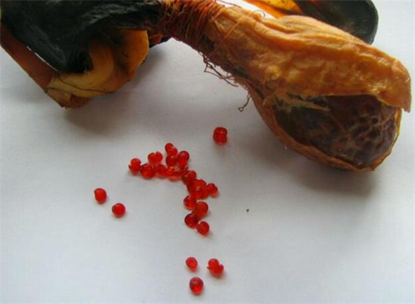 原来这东西真是猪辰砂，其实就是猪胆囊、胆管或者是肝管等脏器中的结石，是一种名贵并稀少的中药材，因为它的形成时间长且不易，功效类似于牛黄，药用价值高，所以市场价格非常昂贵。