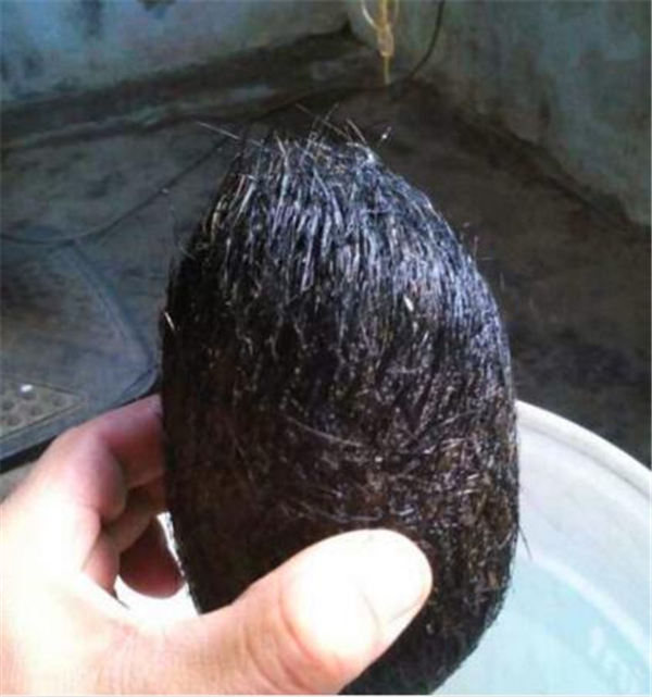 老杨觉得事有蹊跷，就将这块东西拿清水冲洗干净，他拿在手上仔细眼看这个奇怪的家伙，说不定就是这东西使得自家的母猪毙了命。老杨不敢轻易动这块东西，想查清楚究竟是怎么回事。