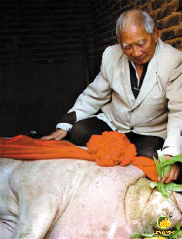 广东河源市龙川县徐南兴老伯家里的一头素有“河源猪王”美称的家猪，喜迎12岁生日，“猪王”主人亲自为其戴上大红花，并为它送上新鲜果蔬，唱生日歌，祝自家爱猪生日快乐。