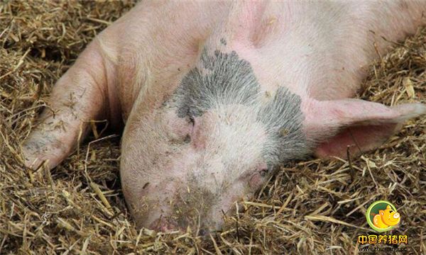 福建三明沙县，有一只疯狂的母猪，飞速的奔跑然后撞向了屠夫谢老汉，谢老汉的门牙磕掉了两颗，后背和肋骨也有受伤，就这样暂时救下了在案板上即将被宰杀的公猪，这件事情引起了网友的关注。