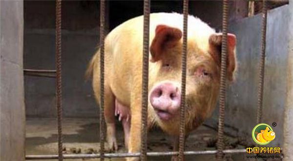 谢老汉还因此将母猪的主人告上了法庭，要求他赔偿自己住院花费的钱，但是母猪主人罗某表示，猪咬人又不是我能控制的，干嘛找我要钱，最后经过调解，母猪的主人赔偿了所有医药费800多元。