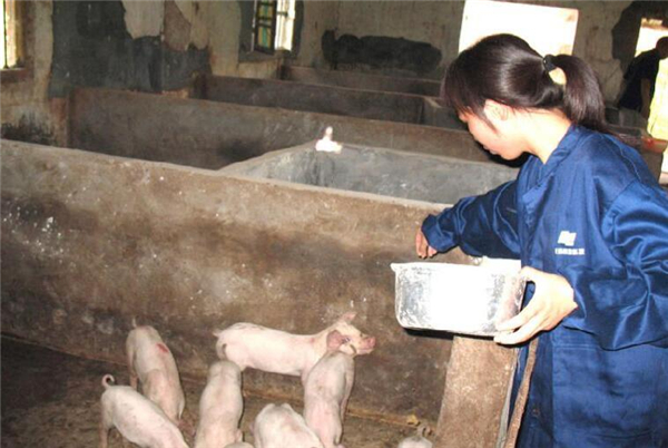 2.食盐：治疗肾病时，停喂食盐。 磺胺类药物：应用含硫药物如硫酸钙、硫酸钠等时，应停喂磺胺类药物。