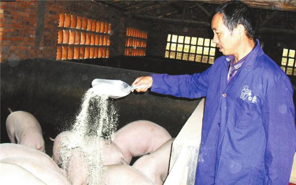 1.在给生猪服药时，为了提高药物的药效，要注意饲喂，比如有些饲料不能喂，比如麸皮、食盐、大豆等，具体应停喂的饲料如下： 麸皮：麸皮属于高磷低钙的饲料，比例约为4:1，在治疗软骨病时应当停喂麸皮。