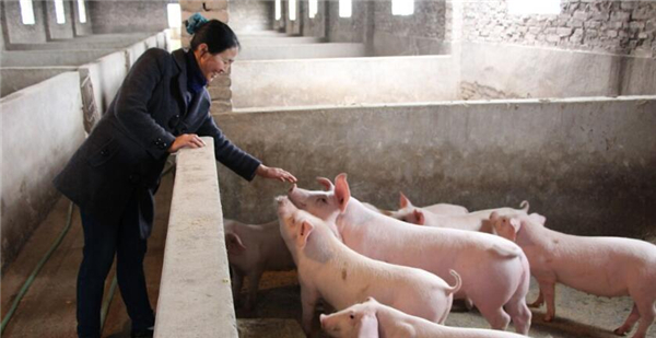 3.大豆：大豆内含较多的钙、镁等元素，可与四环素、土霉素、强力霉素等结合成不溶于水、难吸收的络合物，在用四环素族药物时，应停喂豆类及饼粕类饲料。