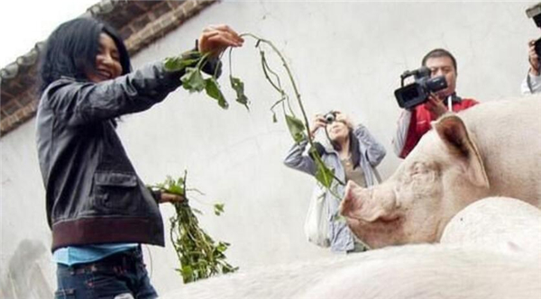 5.血粉：血粉蛋白质含量较高，一般为80%左右，应用中药生地、熟地、何首乌、半夏等时，应停喂血粉。