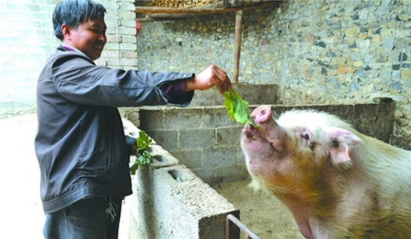 6.钙质饲料：在用四环素族时，停喂石灰、骨粉、贝壳粉、蛋壳粉等。