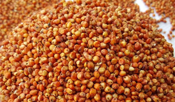 8.高粱：因鞣酸可使碳酸氢钠分解，降低药效。使用碳酸氢钠防治猪只疾病时，应停喂高粱等含鞣酸较多的饲料。