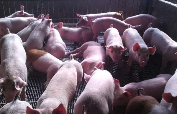 9.敌百虫：使用敌百虫驱除体内寄生虫时，停喂含有小苏打的饲料添加剂。因小苏打碱性较强，可使敌百虫转化为毒性很强的敌敌畏。