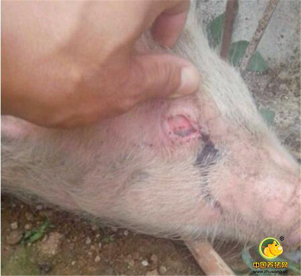 第二招：猪的眼睛流出异物不止，而且已经挂在脸上，这就跟人哭泣一样，记得马上叫兽医哦，多为病毒性感冒。