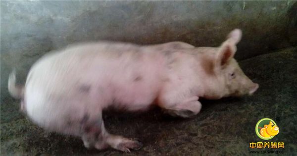 第五招：猪坐立不安，老爱叫，一般是感染病的初期，这种病较难发现，只能等等才能表现出症状，这种状态时，可以及时找兽医，早发现，早治疗。