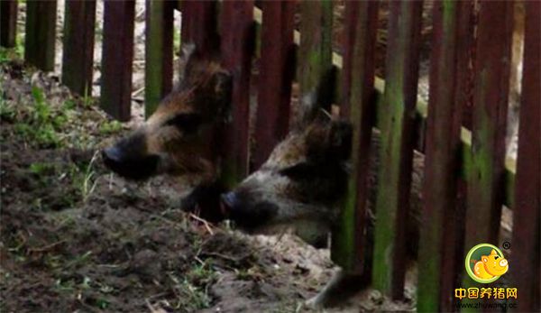 清晨K先生被野猪的叫声吵醒，当他从窗口望去发现有大概有20只野猪在村里溜达觅食。可能是野猪发现了K先生家地里有东西，集体用鼻子拱K先生家栅栏，当栅栏快要被拱倒时幸好K先生提早报警消防员及时赶到。