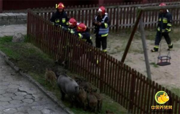 僵持了几分钟野猪群无奈离开了。人类胜了。o(^▽^)o