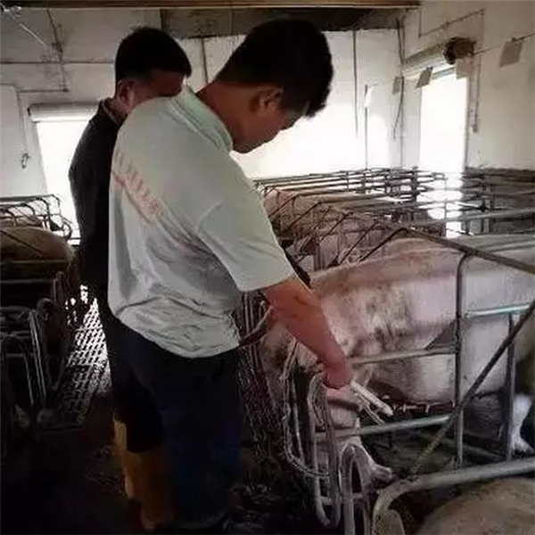 在给母猪测B超时，不用再弯腰，对母猪惊吓也少，使用很方便！