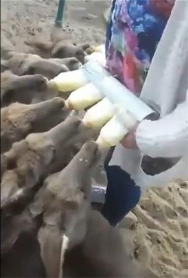 仔猪喂奶器，找不到猪用的了，先借用其它动物的喂奶图，原理都一样的，找些瓶子装上奶头固定一排即成，对弱小猪有很好的护理。