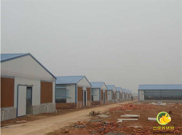 小伙新建的猪舍准备进军养猪业，大家看看咋样？