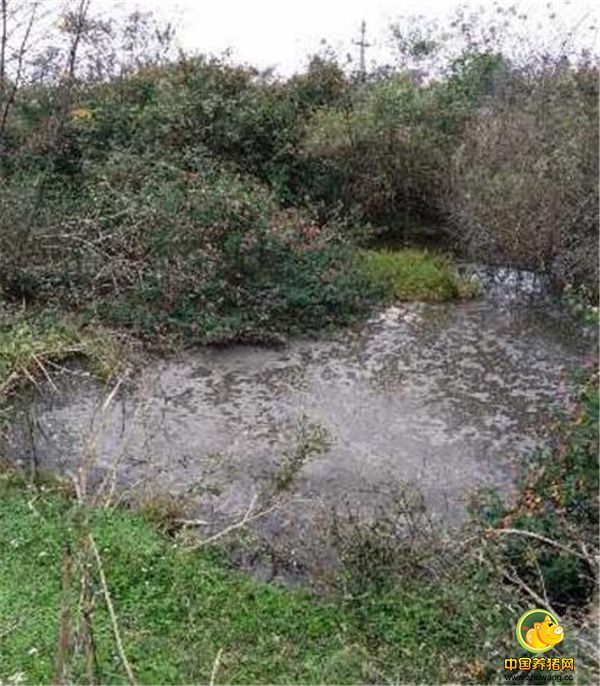 没有污染防治配套设施之前，我家电子游艺网站
是这样排污的，确实污染环境，到了夏天很不好闻。