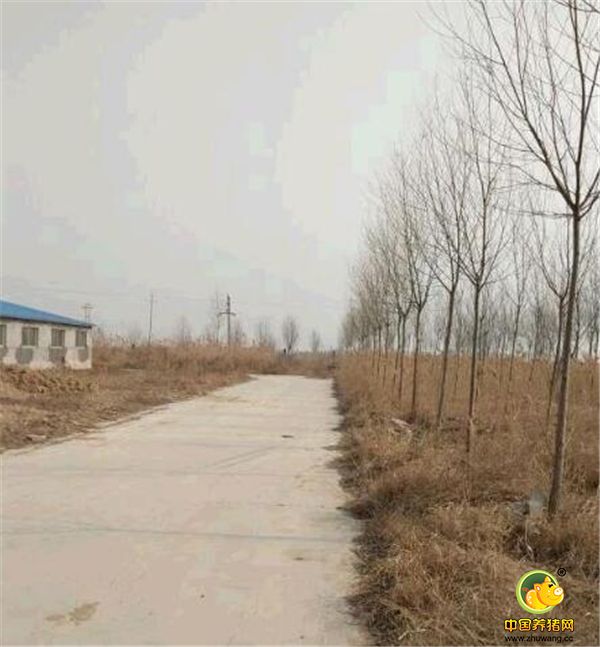 由于是冬天，我建的绿化带看不出来效果