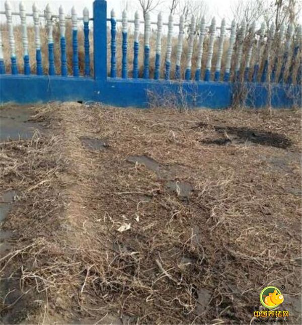 沼液直接上地种菜