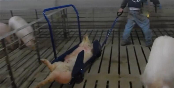 有些比较正规的养殖场会深埋。病死的猪，一般要埋入至少七米的深坑，才比较安全。而且还要在猪身上和炕底，铺上石灰粉，这样就能避免造成污染