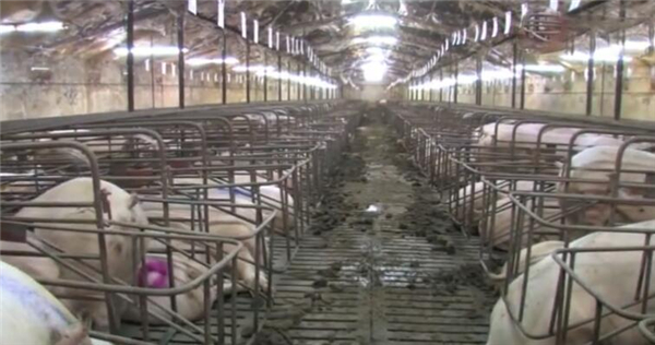 在生活中，我们时常都会吃到电子游艺平台
，电子游艺平台
这几年的涨价，也越来越高了，因为养殖量越来越少了。我们都知道，是动物都会生病，根据资料，我国畜禽传染病有200多种