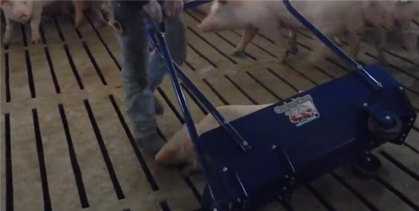 每年因各种疾病引起的，猪的死亡率为8%到12%，家禽的死亡率约12%到20%，其中因传染病和寄生虫病死亡的占一半以上。那么问题来了，那些病死的猪都去哪里了呢？