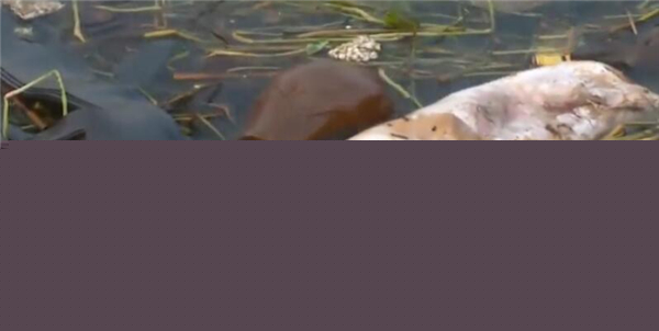 因为成本比较高，而且还占地方，有一些养殖户，就偷偷的乱扔。曾经有报道，某地河流上，漂流着几十头病死猪，而且多远就能闻见腥臭味