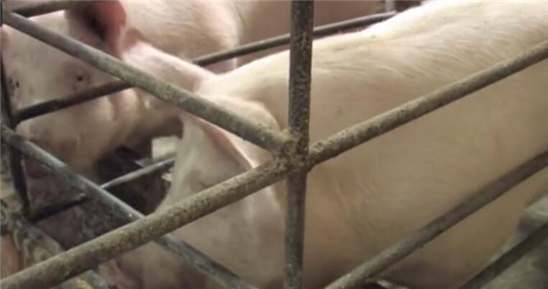 养电子游艺网站
病死的猪，到底都去了哪里？答案绝没那么简单