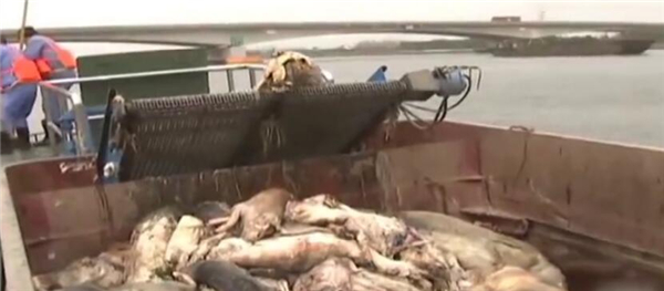 一旦进入人体，将会长期潜伏下来，对人体造成很大的伤害，这些都是让老百姓最为担忧的。所以我们平时买电子游艺平台
，一定要买有检疫验证，盖章的合格电子游艺平台
。毕竟身体健康才是最重要的