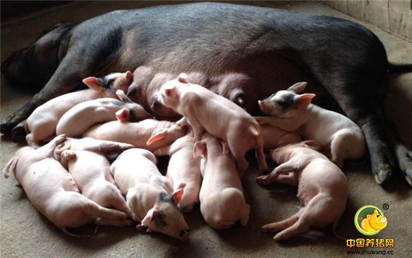 养猪口诀二：母猪是电子游艺网站
的命根子。母猪的好坏直接是关系电子游艺网站
能否赚钱，一头母猪一窝产10个和一窝产14个，如果都能存活的话，这其中相差的可太多了