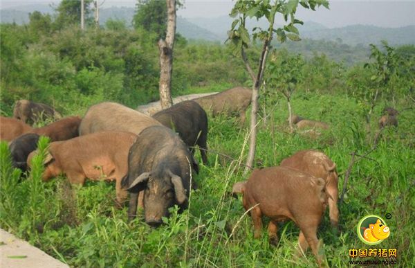 养猪口诀一：小猪讲发育，大猪讲增重。小猪前期重在生长发育，大猪重在育肥增重。不管大猪小猪在生长过程中重在提供硬硬均衡全面的饲料，好多养猪户用小猪料喂大猪，这样不仅得不偿失，还会增加养猪成本。