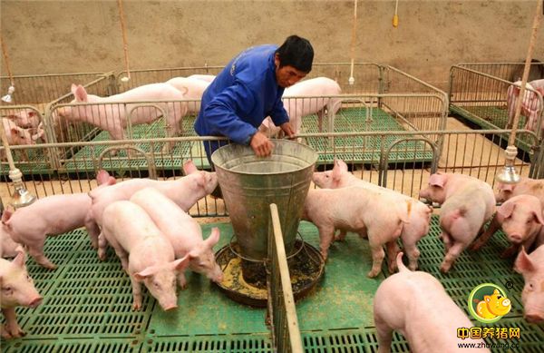 养猪口诀三：初生定乾坤，断奶决胜负。小猪的初生体重决定了后期的生长情况，仔猪能否顺利断奶更是决定猪后期能否快速生长和育肥的关键。仔猪断奶后日增重可以影响育肥猪出栏情况，日增重≥250克的仔猪比日增重为0的仔猪能提前15天出栏