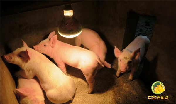 养猪人：电子游艺网站
利润就是这么白白流走的，该怎么做才能减少损失呢？