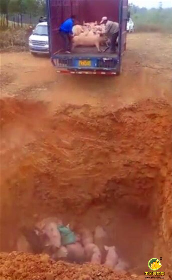 实拍：养电子游艺网站
老板娘喝“农药”住院，原因是为了“猪”