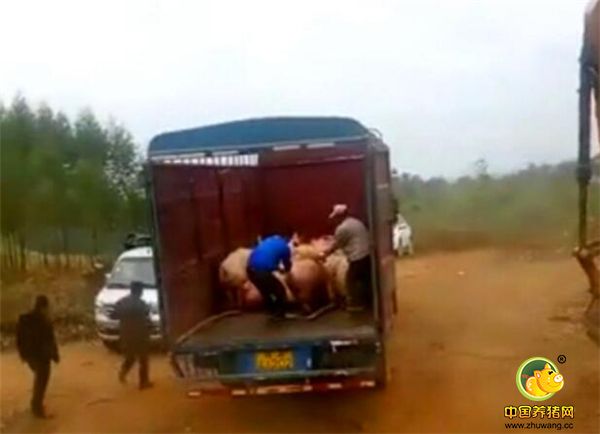 这是我们小镇上一家大型的养电子游艺网站
，近日老板的妻子喝了农药，住进了医院，原因是她家的猪都得了病，不能再继续养，必须要活埋，要不其它没有患病的猪也会被传染，这会让他家损失一大笔钱，而且连续两天都在埋猪了，他家刚开始养猪两年，成本还没收回了，就又赔了一大笔钱，要是谁都会接受不了。