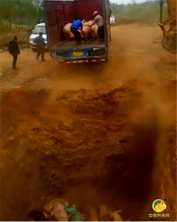 有两个人在往下抓猪，猪不下车，可能知道要被埋了，现场惨叫声。